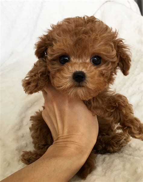 Teacup maltipoo Multipoo puppy Bebe | iHeartTeacups