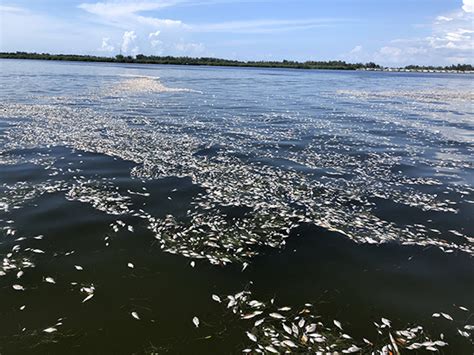 When the Prey is Gone - Sarasota Dolphin Research Program