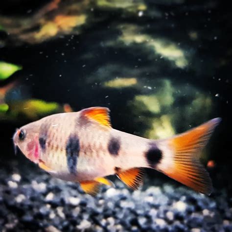 Barb Fish: Characteristics, habitats, types and more...