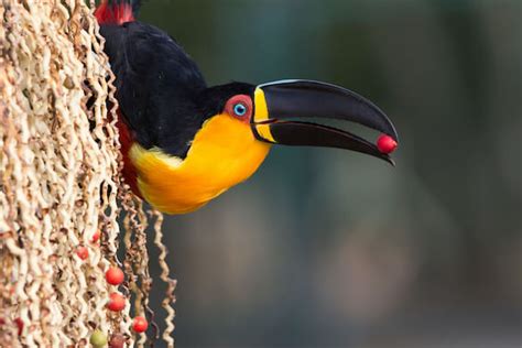 Toucan - Facts and Beyond | Biology Dictionary