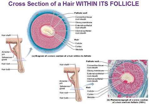 cross section of a hair within its follicle Integumentary System ...