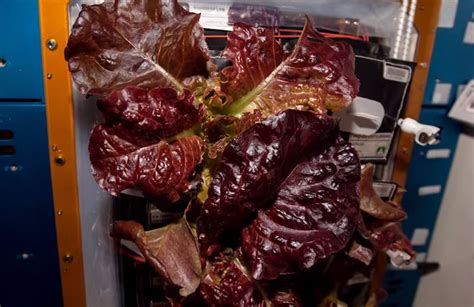 Astronauts on ISS Eat Veggies They Grew in Space » TwistedSifter