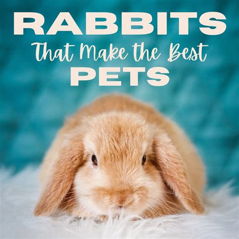 15 of the Best Pet Rabbit Breeds - PetHelpful