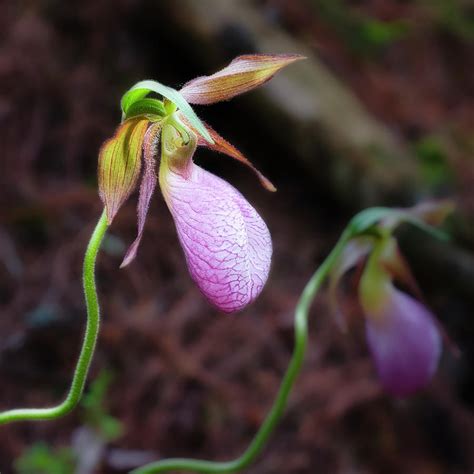 Lady Slipper Flowers Photograph by Jane Selverstone