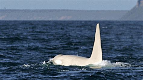 White killer whale 1st ever filmed in wild - Technology & Science - CBC ...