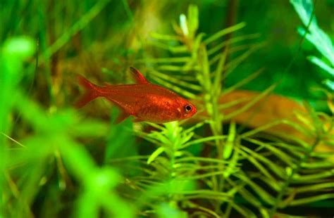 Ember Tetra 101: Care, Diet, Tank Size & More - Aquarium Part