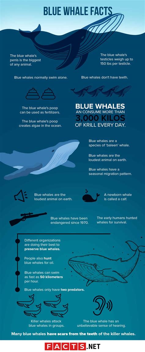 Blue Whale Life Cycle Blue Whale Facts Ifaw Fact Sheet Wellhouse ...