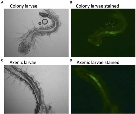 Frontiers | The Axenic and Gnotobiotic Mosquito: Emerging Models for ...