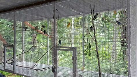 African Love Birds cage set up| Homemade Big cage at low cost|# ...