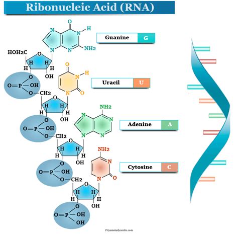 Ribonucleic Acid