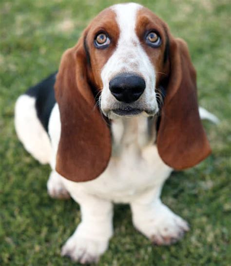 Basset Hound | Ingleside Animal Hospital