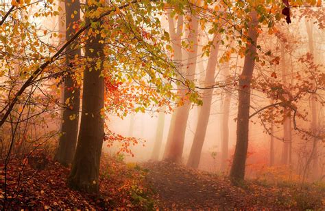 photography, Nature, Landscape, Morning, Mist, Sunlight, Forest, Fall ...