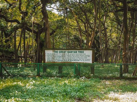 How To Visit The Great Banyan Tree In Kolkata Botanical Gardens!