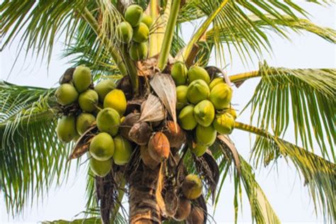 Ini Dia 7 Manfaat Kelapa Hijau untuk Kesehatan