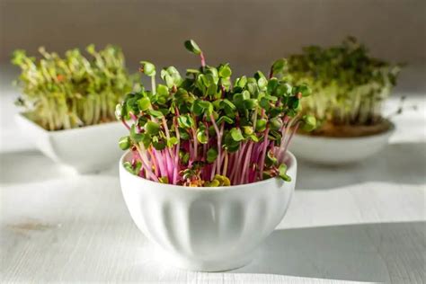 Radish China Rose (Raphanus sativus) - Microgreens Corner