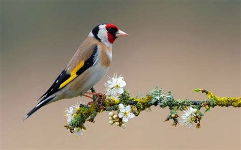 Bird on Branch | Full HD Desktop Wallpapers 1080p