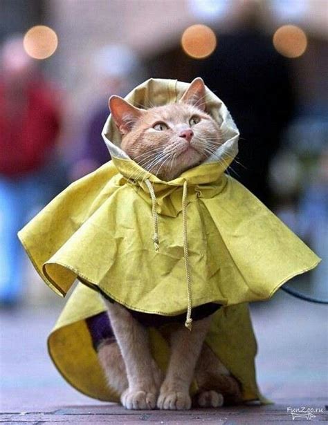 cat raincoat! | Crazy cats, Cute animals, Animals