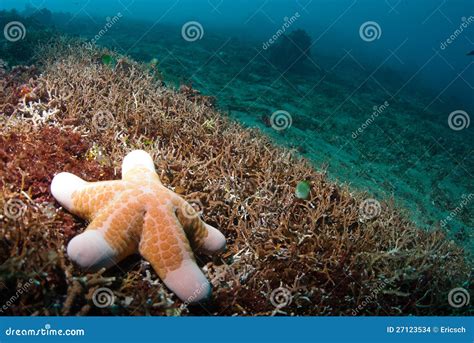 Starfish underwater stock photo. Image of orange, asia - 27123534