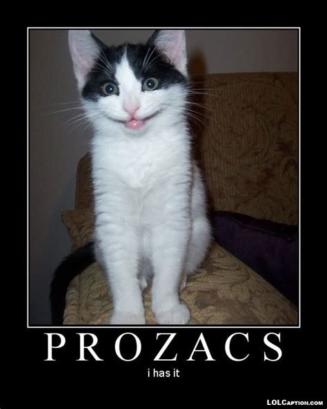 Cats on Prozac - Funny Cat Pictures with Captions