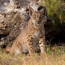 Iberian lynx Facts And Latest Images | All Wildlife Photographs