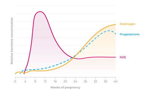 Guide to pregnancy hormones