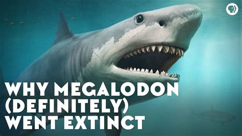 Megalodon Found Alive 2022