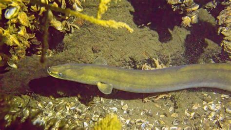 American Eel | The Canadian Encyclopedia