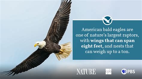 Bald Eagle Fact Sheet | Blog | Nature | PBS