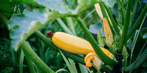 Harvesting Zucchini: How to go About the Process