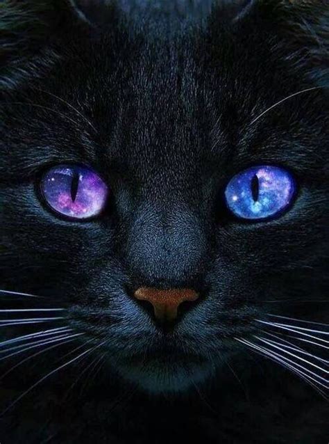 Black Cat With Purple Eyes