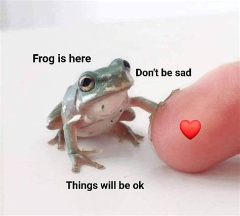 34 Fantastic Frog Memes For Amphibian Enthusiasts in 2021 | Frog ...