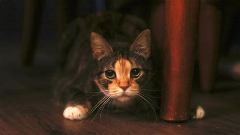 Torbie Cat Breed Facts and Information - Pet Haver