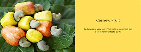 Cashew Fruit - Health Benefits, Uses and Important Facts - PotsandPans ...