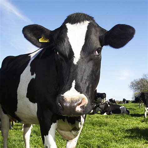 Holstein Cows Facts