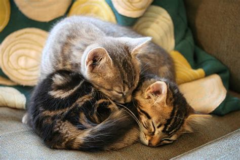 1,062 Two Cats Cuddling Photos and Premium High Res Pictures - Getty ...