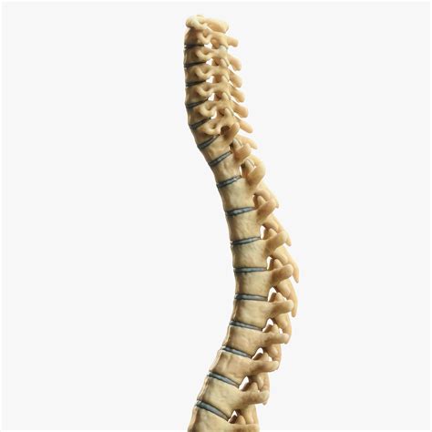 Spine Anatomy 3D Model