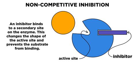 Enzyme Inhibition — Overview & Types - Expii