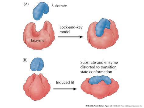 Metabolism