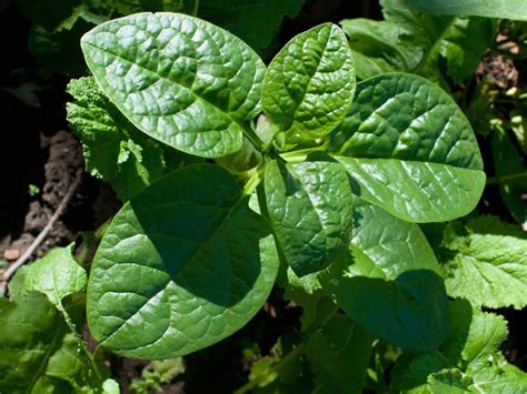 How to Grow and Care for Spinach Plant - In One Blog