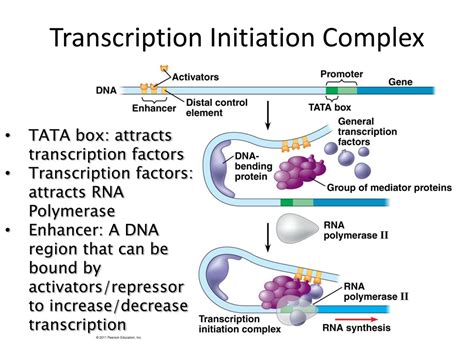 PPT - Regulation of Gene Expression by Eukaryotes PowerPoint ...