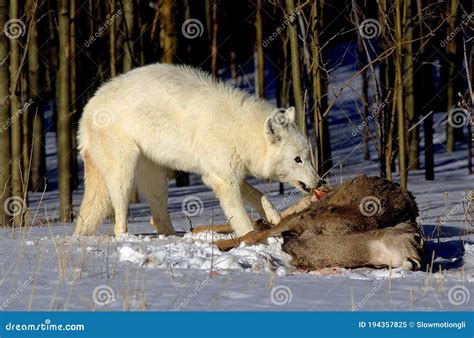 ARCTIC WOLF Canis Lupus Tundrarum, ADULT EATING a ROCKY MOUNTAIN ELK ...