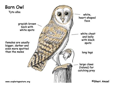 Barn Owl Diagram | Outdoor Science School - Activities for in the ...