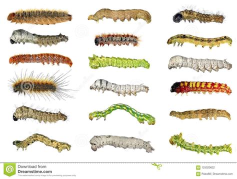 Larvae Identification