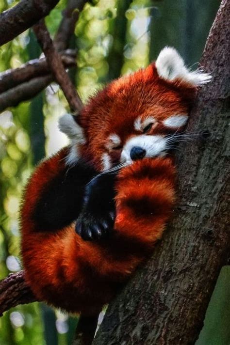 beautiful red panda sleeping … | Animali carini, Animali selvatici ...