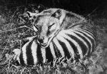 Thylacine Facts, Habitat, Pictures, Sightings, Extinction and Range