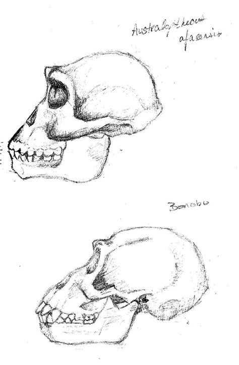 Scientific Illustration | labbugs: Skulls of Australopithecus sp and a ...