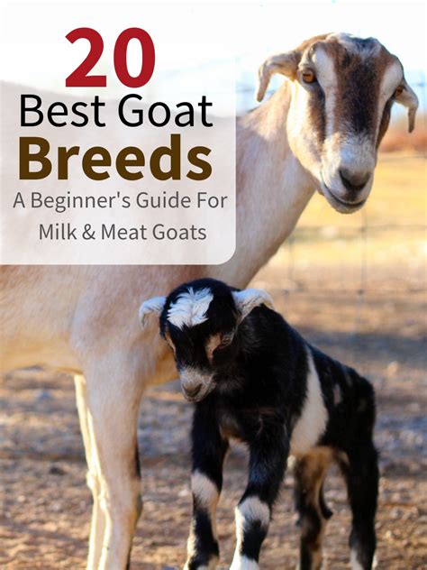 20 Best Goat Breeds