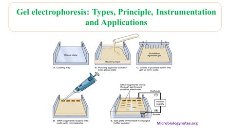 Gel electrophoresis: types, principles, instrumentation and ...