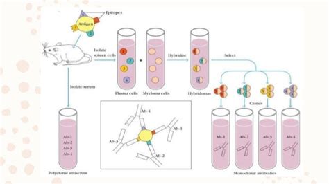 Cell cell hybridization or somatic cell hybridization