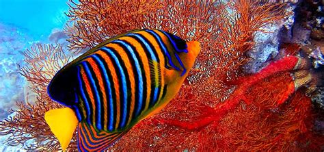 Beautiful Red Sea Fish | Tropical Fish Hobbyist Magazine